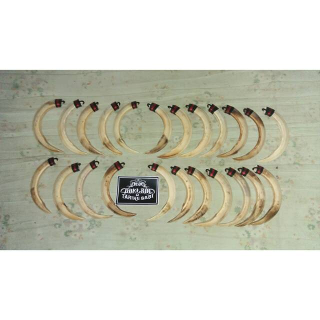 

Taring babi 14cm