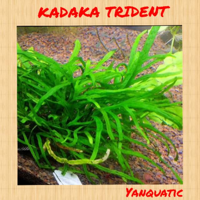Tanaman Hias Aquascape KADAKA TRIDENT