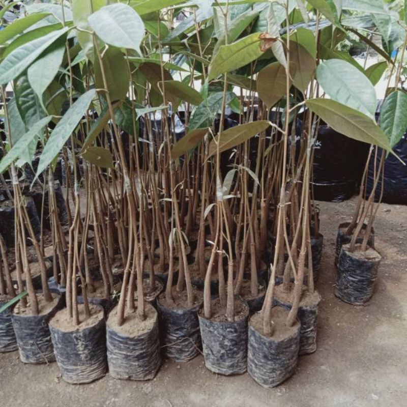 

bibit pohon durian montong kaki 3