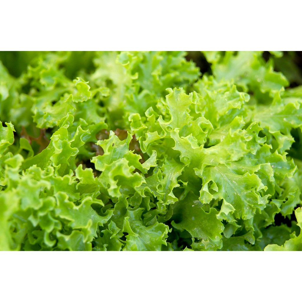 Benih Bibit Biji - Lettuce Fion Green / Selada Keriting Hijau Seeds - Panen Dalam 38 Hari