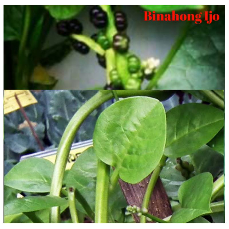 

Daun Binahong Ijo Fresh 100 Lembar