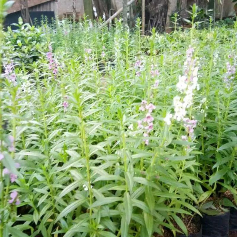 tanaman pengusir nyamuk-bunga lavender-bibit pohon lavender-pengusir nyamuk