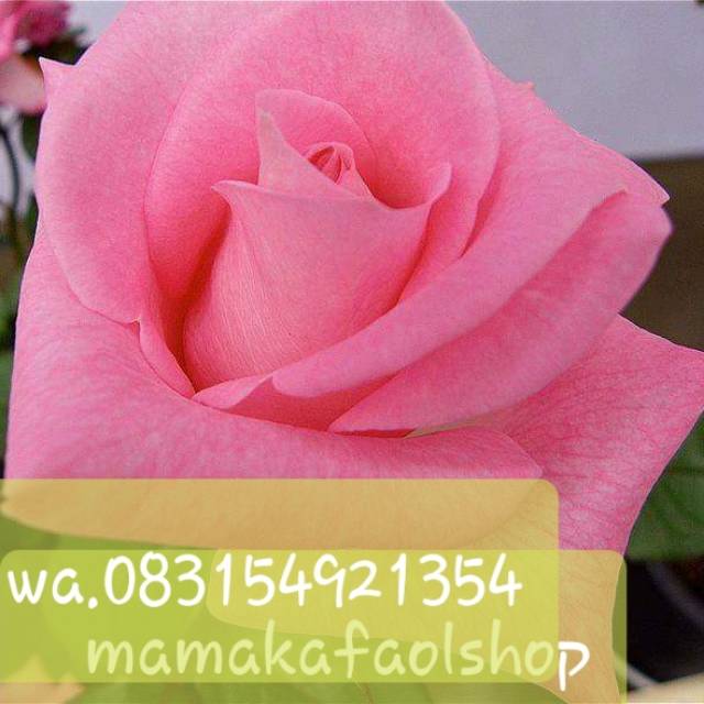 mamakafaolshop