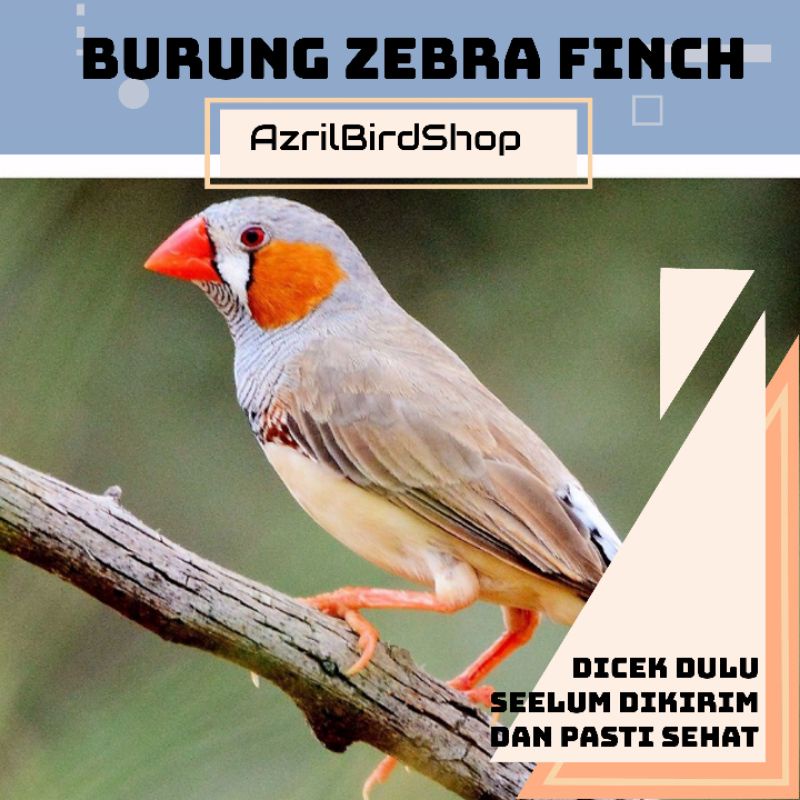 Jual BURUNG ZEBRA FINCH | Shopee Indonesia