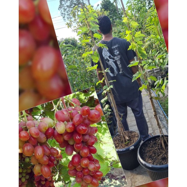 Bibit Anggur Import Ninel Hasil Grafting Garansi Valid-7