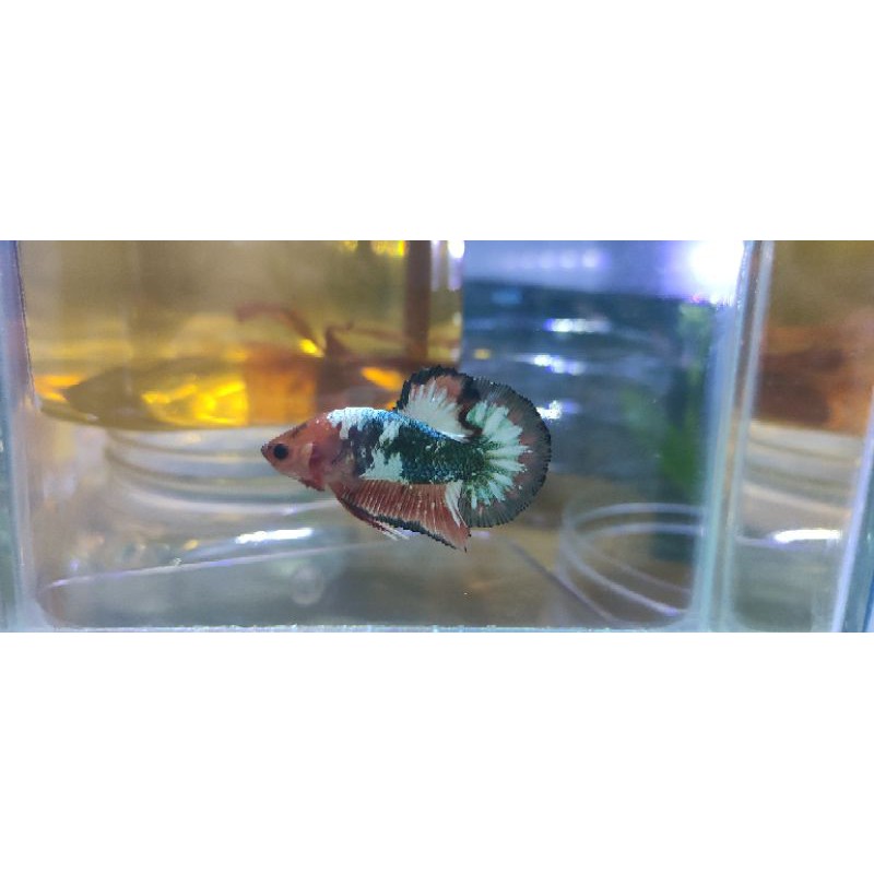 Cupang FCCP copper SUPER TOP GRADE