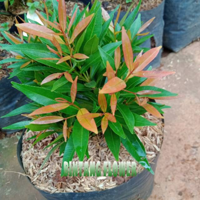 Pucuk merah tanaman bunga pucuk merah