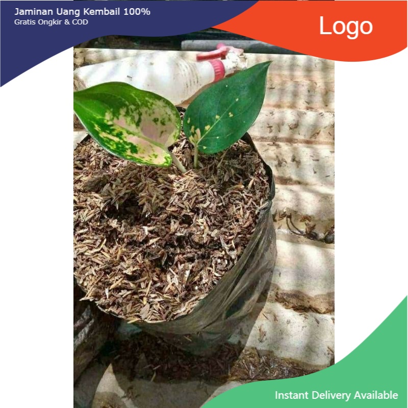 Anakan Aglonema Sultan Brunei