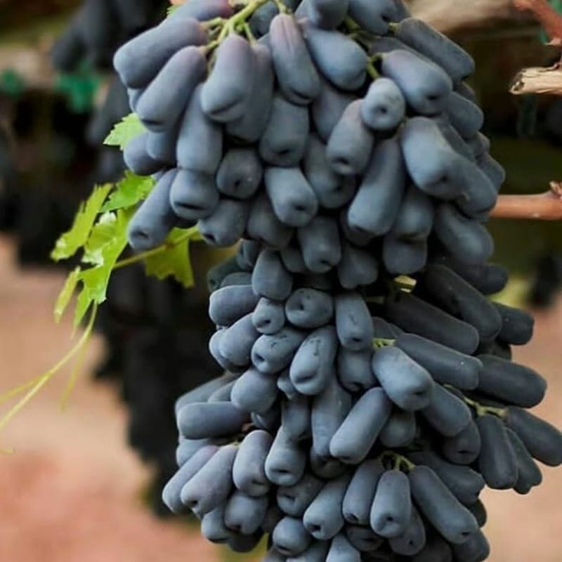 bibit anggur import moondrop super original