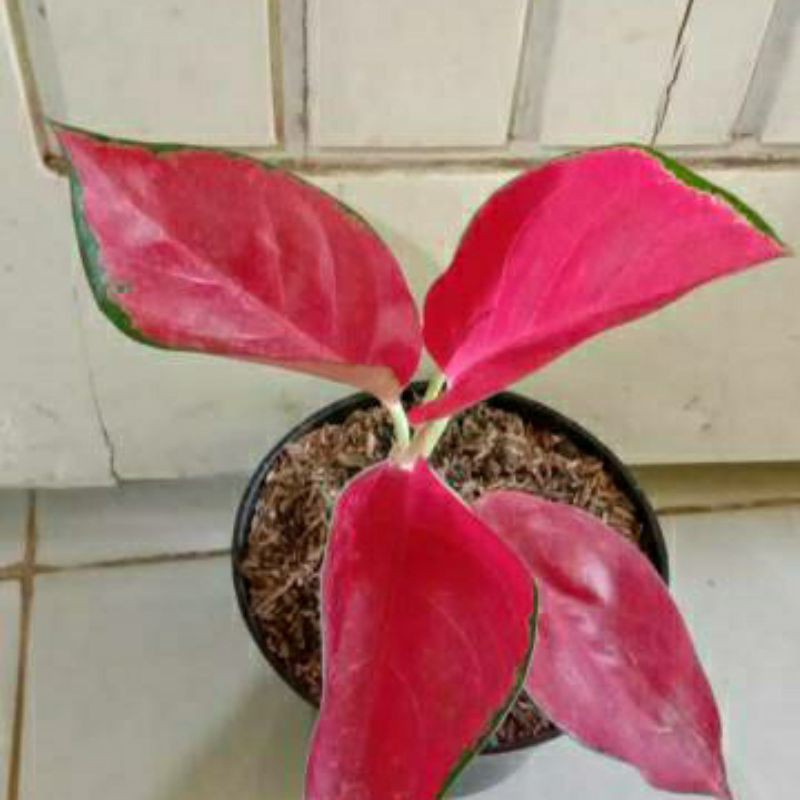 bonggol Aglonema Suksom Jaipong