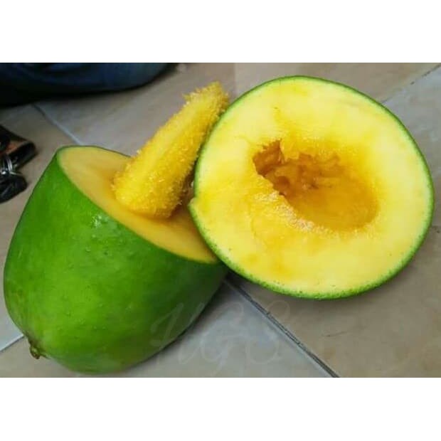 Bibit Tanaman Buah Mangga Alpukat Klonal 21