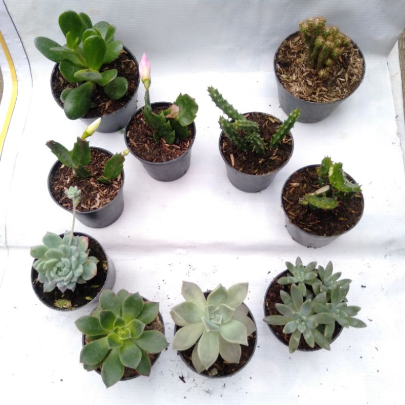 sukulen (kaktus mini)
