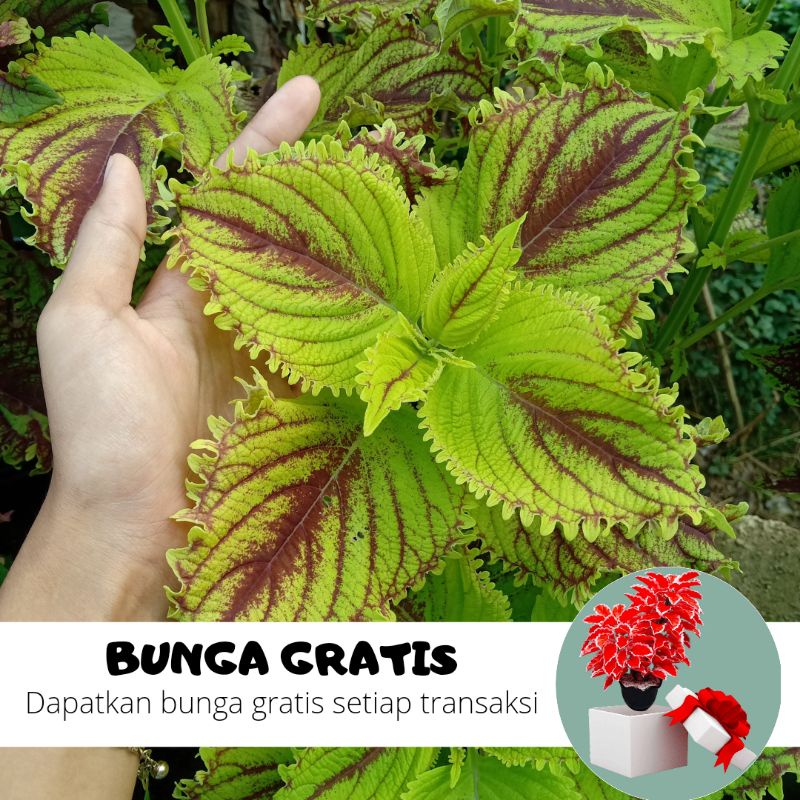 BUNGA MIANA / MIANA STEK / MIANA HIDUP / BUNGA HIDUP / MIANA MURAH / MIANA PREMIUM / BIBIT MIANA