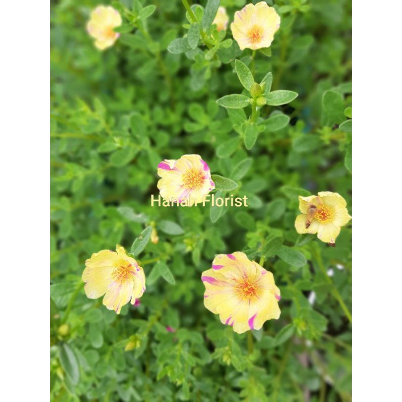 1 stek ( 8-12 cm ) Krokot (mossrose) portulaca grandiflora hijau epal sukowati cantik