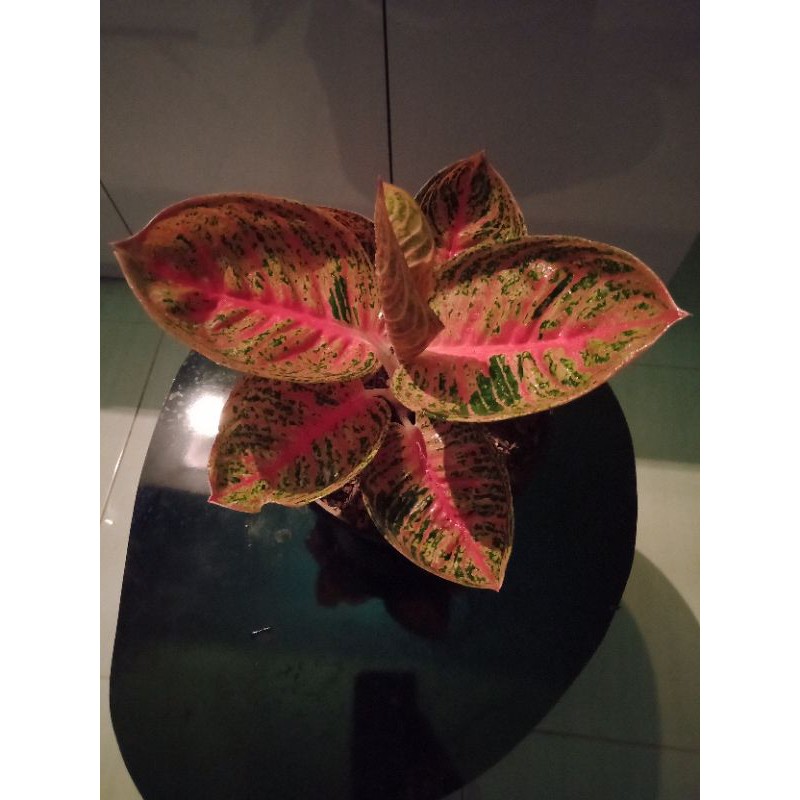 aglonema lemang koleksi rosset