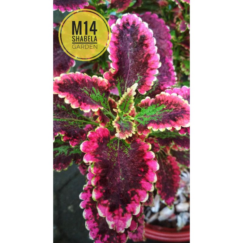 miana coleus