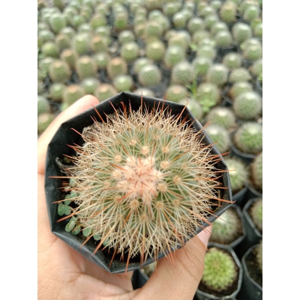 kaktus import duri merah/kaktus ownroot/kaktus pasaman