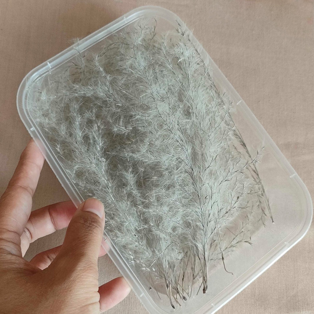 Dried Mini Silver Pampas Box Tanaman Bulu Rumput Kering Asli Hias Dekor