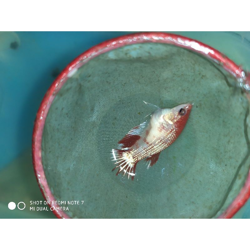 Hiasan aquarium ikan cupang FCCP REDHEAD BETINA