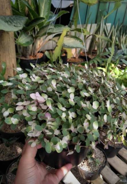 Tanaman hias gantung kribo,tanaman gantung,bibit,tanaman hias