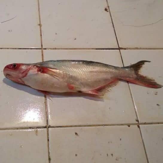 

Ikan patin merah 1kg