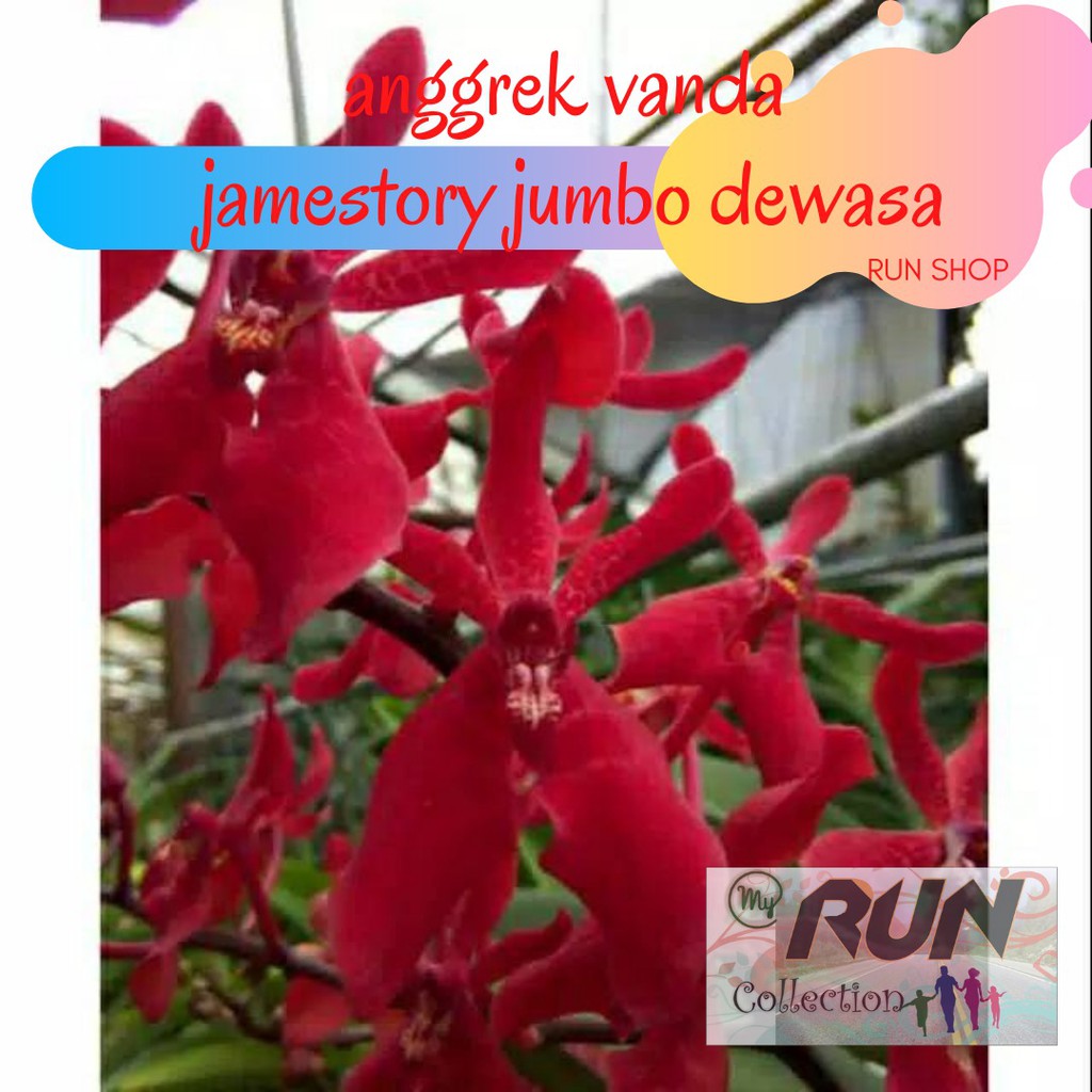 Anggrek Vanda Jamestory Jumbo Dewasa