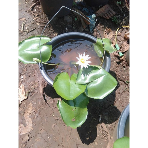 Tanaman air teratai bunga putih