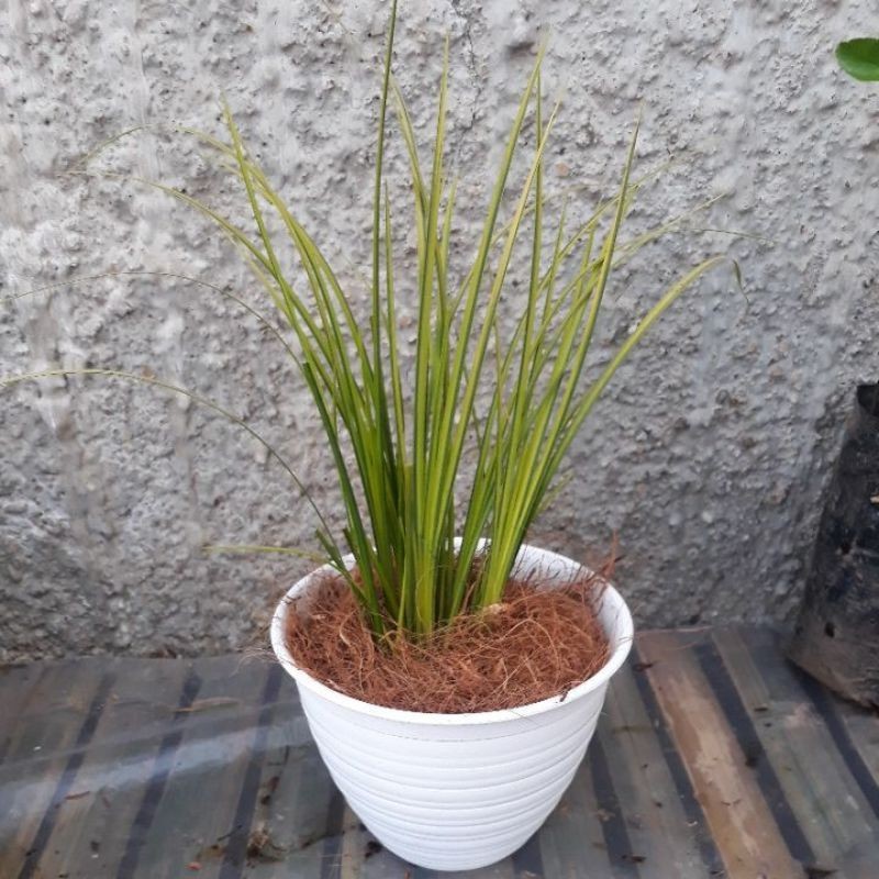 

Alang alang mini golden