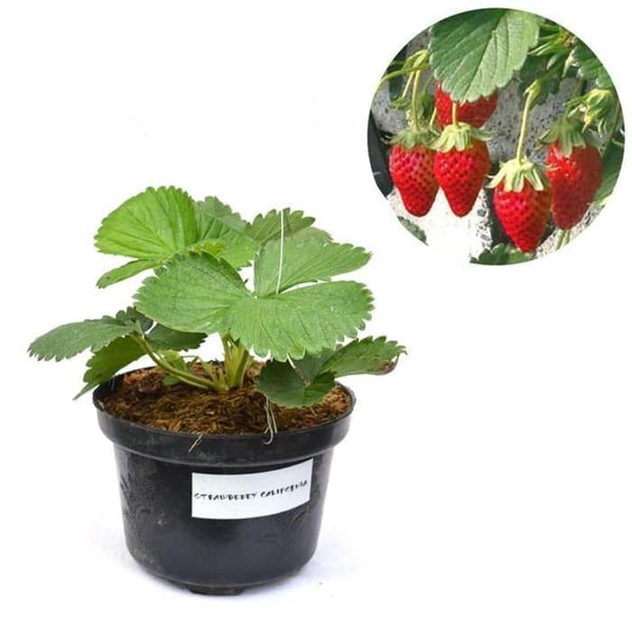 Bibit Buah Strawberry California 1 kg muat 10 bibit