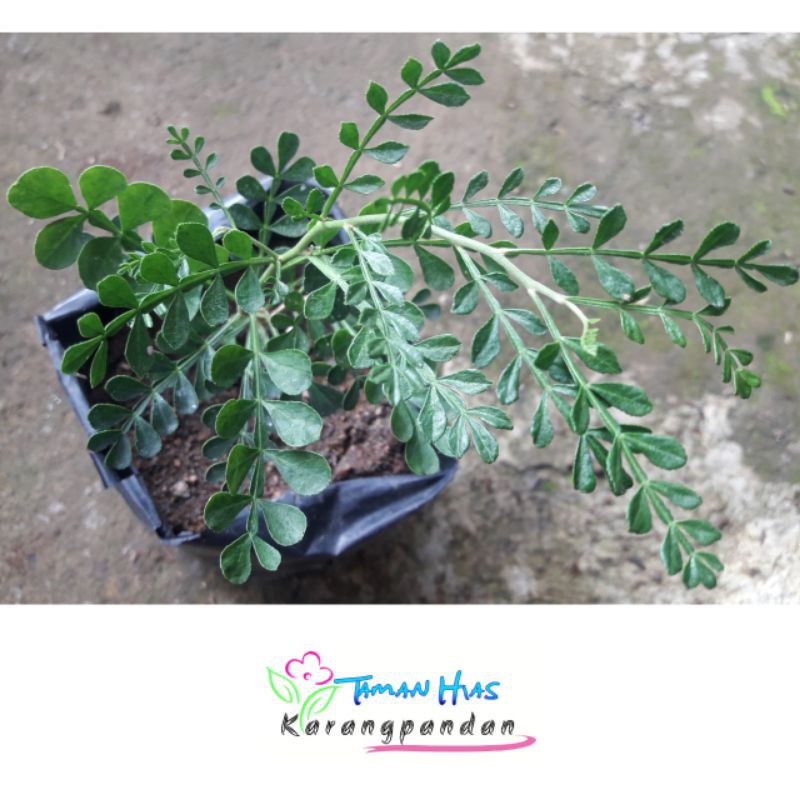 Bibit Buah Bonsai Kawista (Tanaman Hias)