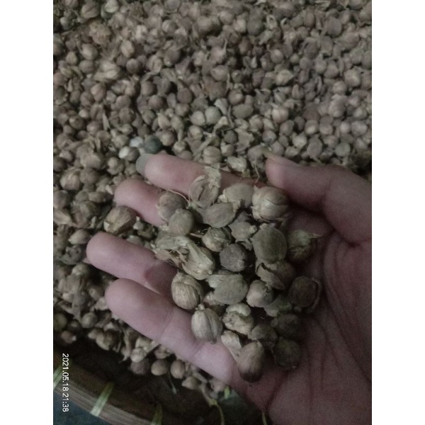 

kapulaga/kopilaga /bumbu dapur/rempah/kesehatan/masak