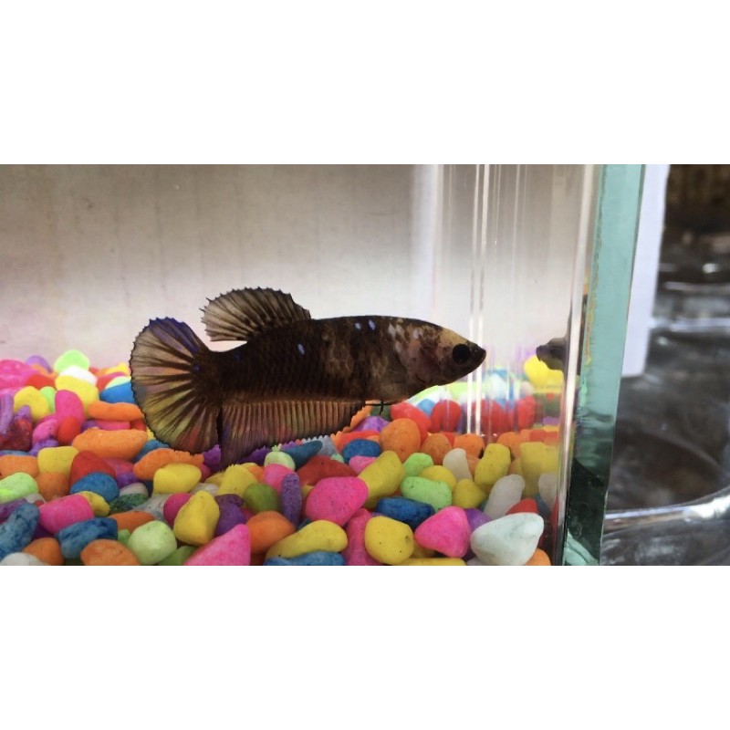 cupang female giant yellow base real pict