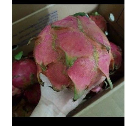 

buah naga harga perkg