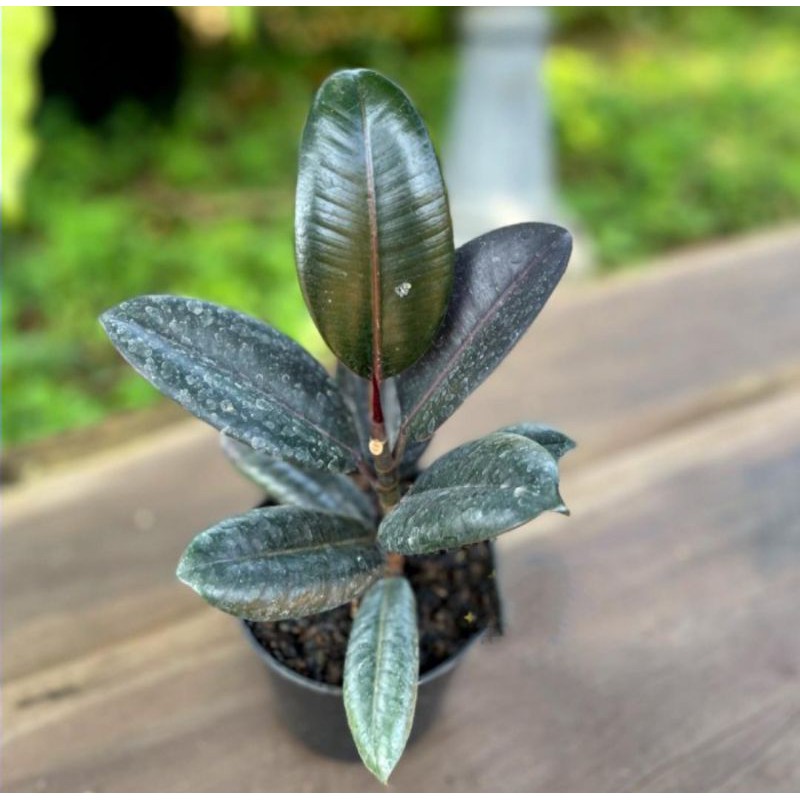 Ficus Elastica Burgundy Tanaman Hias - Karet Kebo - Rubber Plan