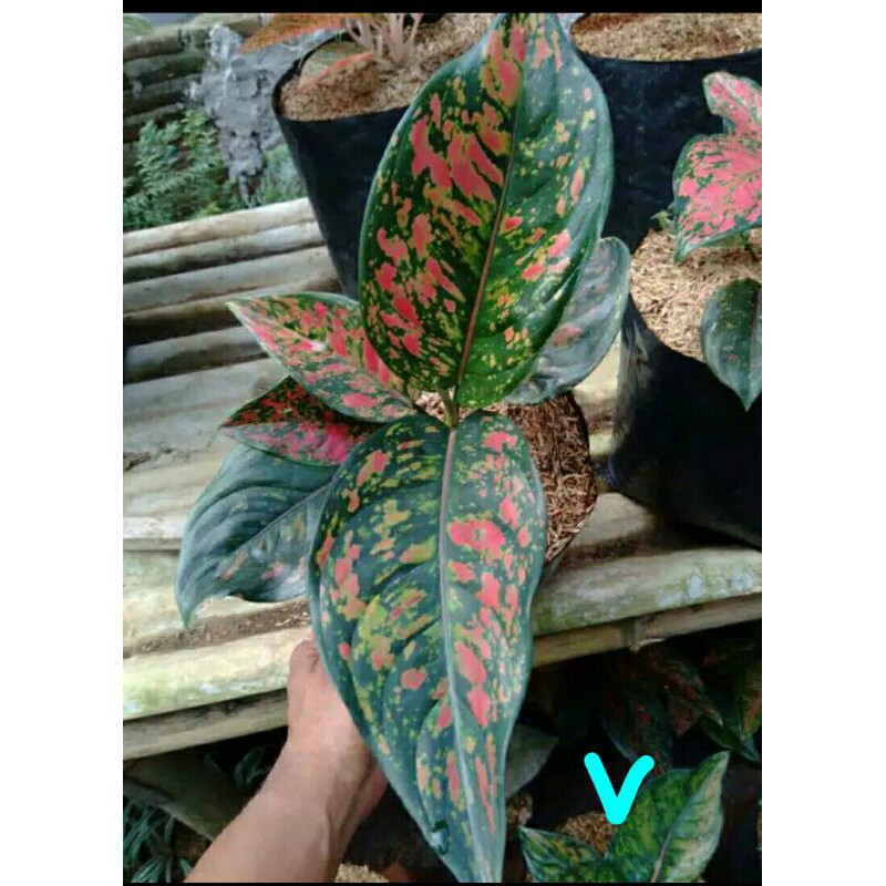 Bibit Aglonema Red Venus - Aglonema Venus