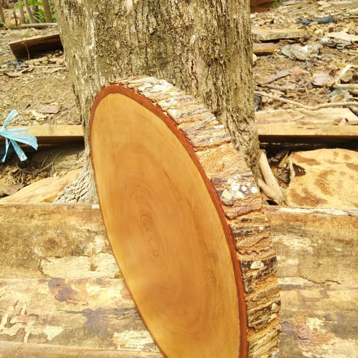 Natural wood slice diameter 26-28 cm coated with water based varnish