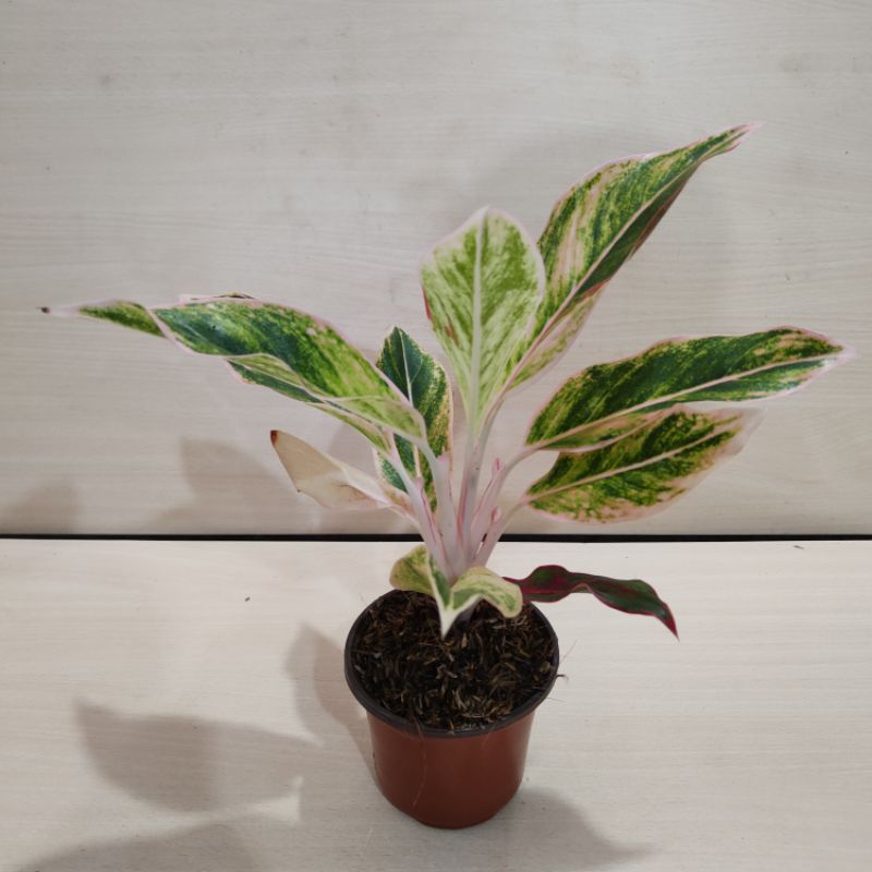 Aglonema lipstik puding