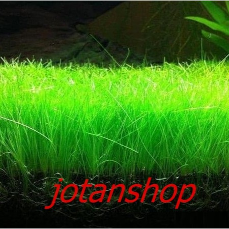 HAIR GRASS hairgrass seed bibit benih tanaman air aquascape aquarium