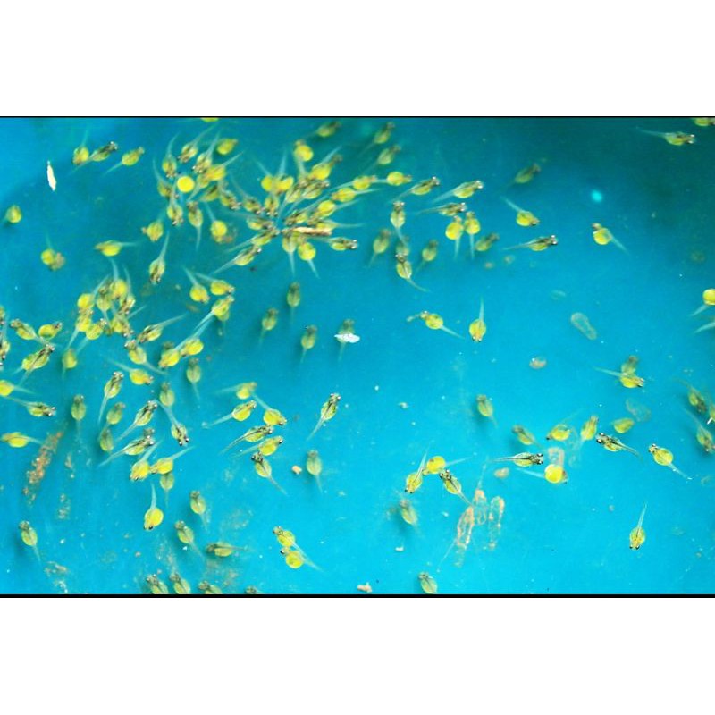 paket 1000 butir gurame telur/ larva gurame