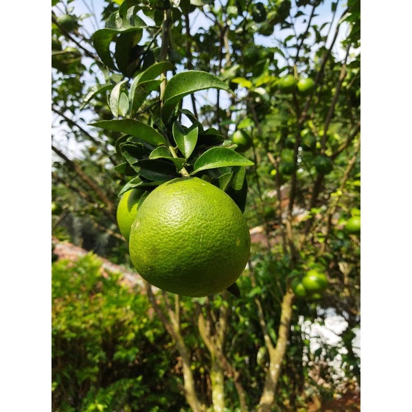 

Buah jeruk garut segar 1 kg matang di pohon