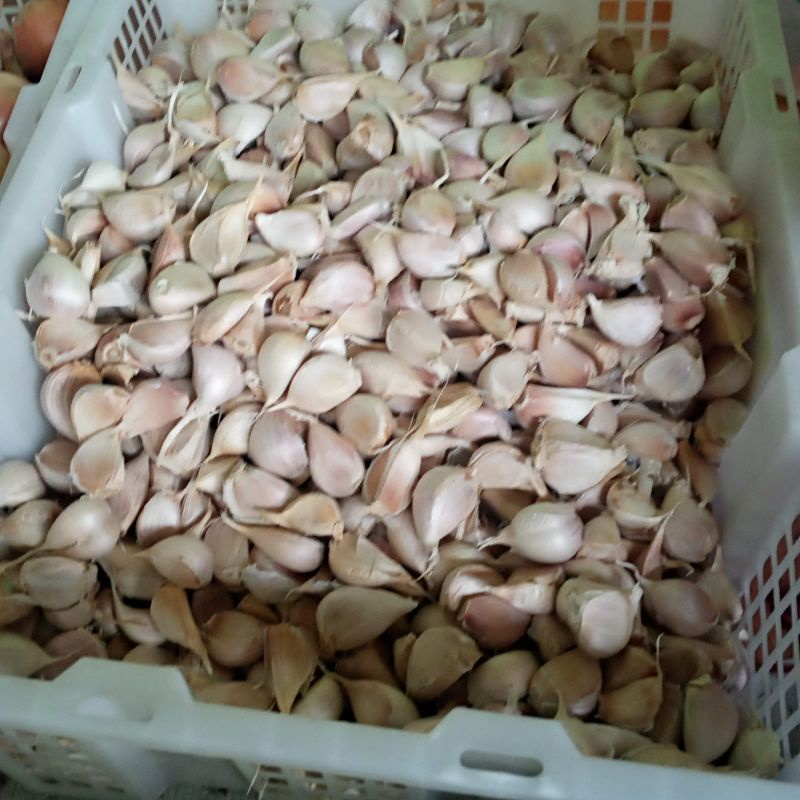 

BAWANG KATING BAWANG PUTIH BAPUT GARLIC