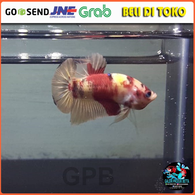 IKAN PLAKAT NEMO HIAS CUPANG IKAN CUPANG PLAKAT NEMO IKAN CUPANG HIAS NEMO IKAN LAGA PLAKAT NEMO