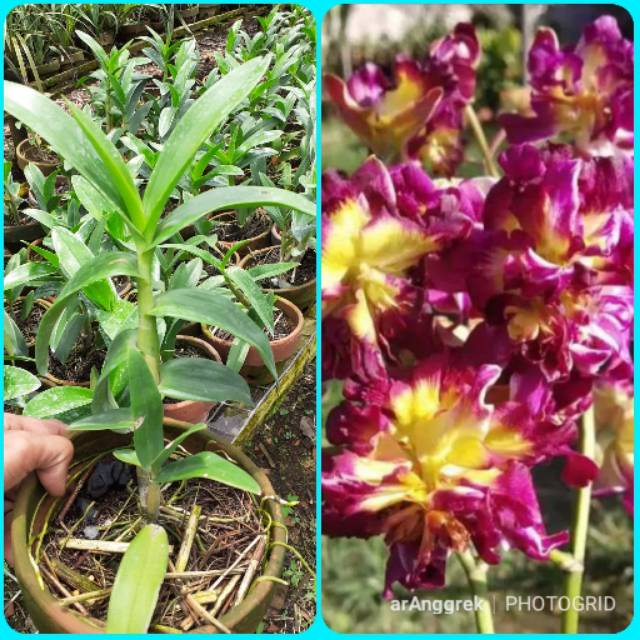 Seedling Anggrek Dendrobium Mawar Red (Burana Sunshine Red Mutation)