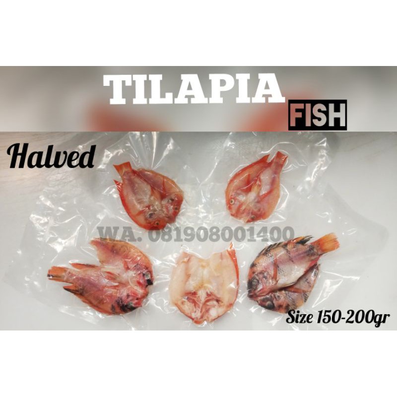 

Tilapia/Nila Merah Belah Punggung