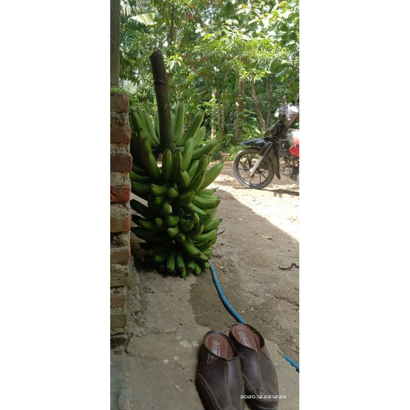 

Banana / Pisang Ambon