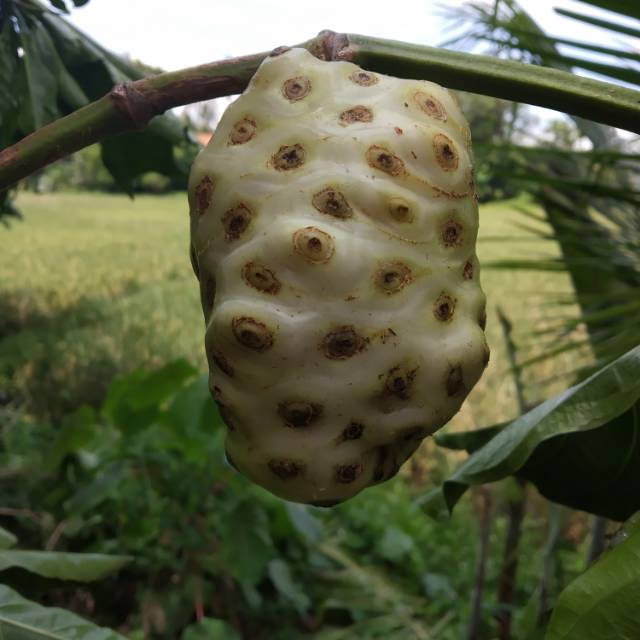 

Buah mengkudu