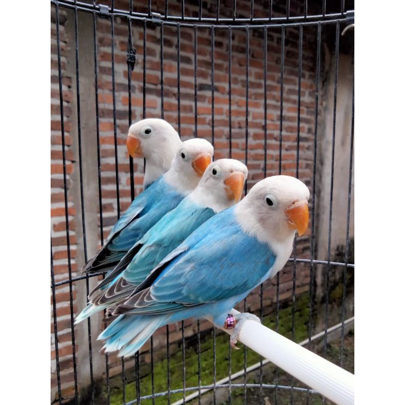 Lovebird biola blue