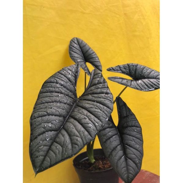 Indukan Alocasia Bisma