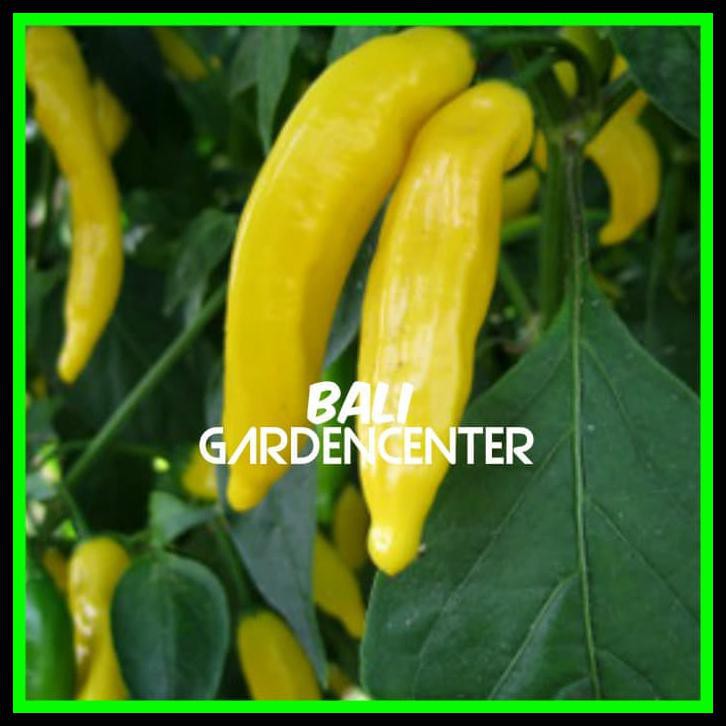 

Ready Stock Cabe - Pepper (Hot) Lemon Drop - Original - Import Au