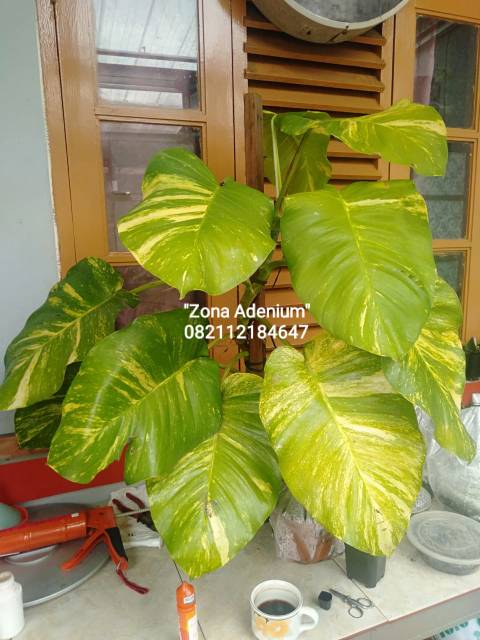 Sirih Gading Jumbo Variegata Shopee Indonesia